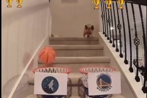 第一场对了！网红柯基预测勇狼大比分：勇赢G1 但抢七被淘汰👀