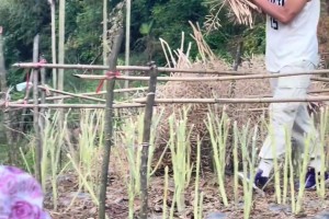 不忘初心！CBA球员矣进宏回到老家帮家人干活