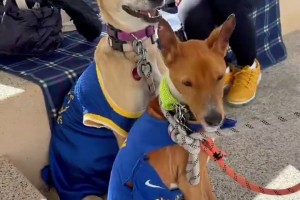 这是什么战术？森林狼球迷给狗狗穿上了库里球衣👀