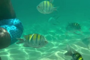 🎣休赛期不钓鱼了？乔治晒自己浮潜视频：与鱼共舞🐠🐟🐡