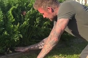 没想到贝克汉姆种菜也这么出色，种出来的胡萝卜都分叉了